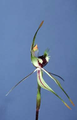 APII jpeg image of Caladenia verrucosa  © contact APII