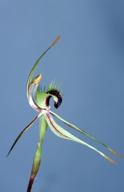 APII jpeg image of Caladenia verrucosa  © contact APII