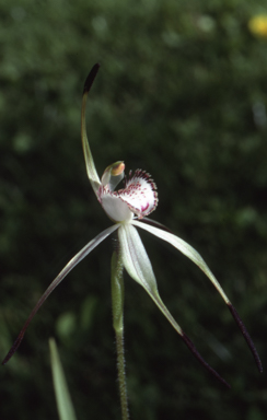 APII jpeg image of Caladenia hastata  © contact APII