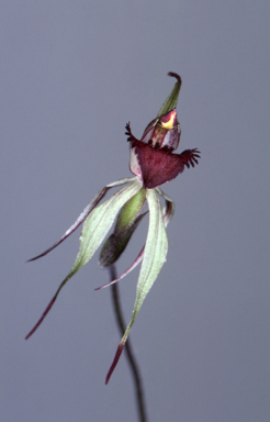 APII jpeg image of Arachnorchis reticulata  © contact APII