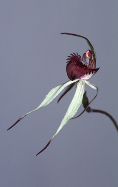 APII jpeg image of Arachnorchis reticulata  © contact APII