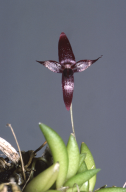 APII jpeg image of Bulbophyllum sladeanum  © contact APII