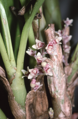APII jpeg image of Bryobium queenslandicum  © contact APII