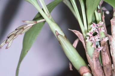 APII jpeg image of Bryobium queenslandicum  © contact APII