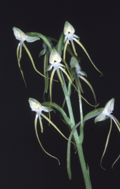 APII jpeg image of Habenaria elongata  © contact APII