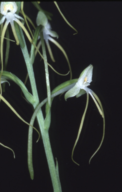 APII jpeg image of Habenaria elongata  © contact APII