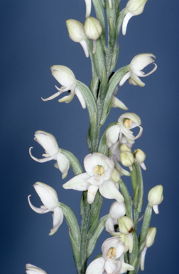 APII jpeg image of Habenaria harroldii  © contact APII