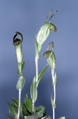 APII jpeg image of Pterostylis nana  © contact APII