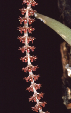 APII jpeg image of Oberonia titania  © contact APII