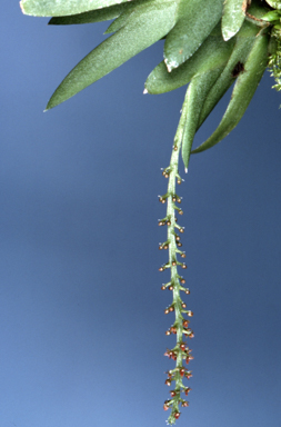 APII jpeg image of Oberonia titania  © contact APII