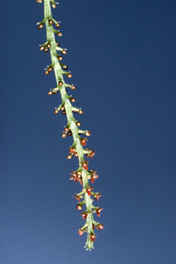 APII jpeg image of Oberonia titania  © contact APII