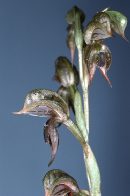 APII jpeg image of Pterostylis rufa  © contact APII
