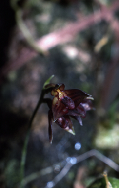 APII jpeg image of Bulbophyllum boonjee  © contact APII