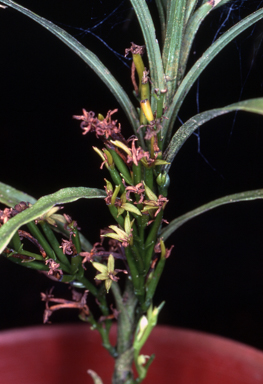 APII jpeg image of Apostasia stylidioides  © contact APII