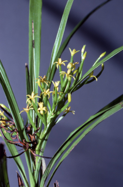 APII jpeg image of Apostasia stylidioides  © contact APII