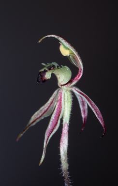 APII jpeg image of Caladenia amoena  © contact APII