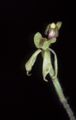 APII jpeg image of Caladenia bryceana  © contact APII