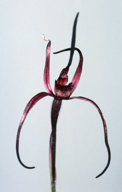 APII jpeg image of Caladenia concolor  © contact APII
