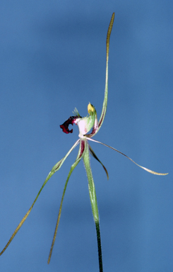 APII jpeg image of Caladenia dilatata  © contact APII
