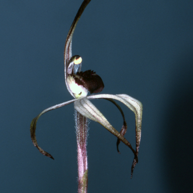APII jpeg image of Caladenia drummondii  © contact APII