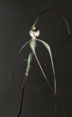 APII jpeg image of Caladenia helvina  © contact APII
