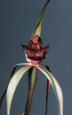 APII jpeg image of Caladenia leptoclavia  © contact APII