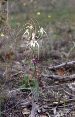 APII jpeg image of Caladenia longicauda  © contact APII