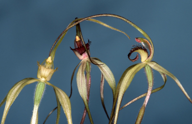 APII jpeg image of Caladenia patersonii  © contact APII