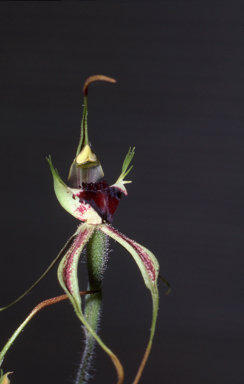 APII jpeg image of Caladenia phaeoclavia  © contact APII