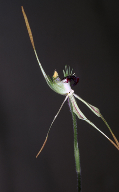 APII jpeg image of Caladenia rileyi  © contact APII
