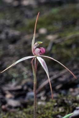 APII jpeg image of Caladenia rosella  © contact APII
