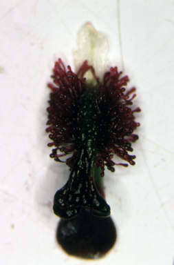 APII jpeg image of Arthrochilus oreophilus  © contact APII