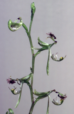 APII jpeg image of Arthrochilus rosulatus  © contact APII