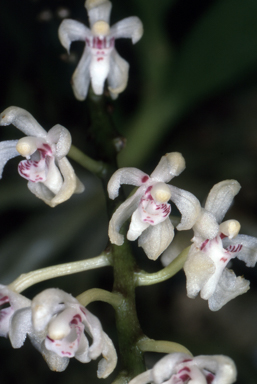 APII jpeg image of Brachypeza archytas  © contact APII