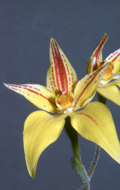 APII jpeg image of Caladenia flava  © contact APII