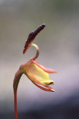 APII jpeg image of Caleana nigrita  © contact APII