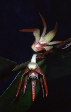 APII jpeg image of Grastidium cancroides  © contact APII