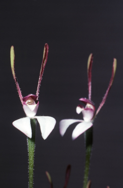 APII jpeg image of Leptoceras menziesii  © contact APII