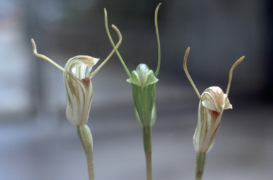 APII jpeg image of Pterostylis nana  © contact APII