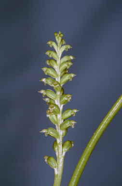 APII jpeg image of Microtis arenaria  © contact APII