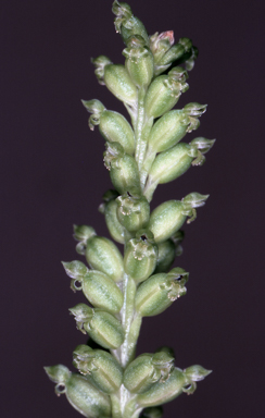 APII jpeg image of Microtis frutetorum  © contact APII