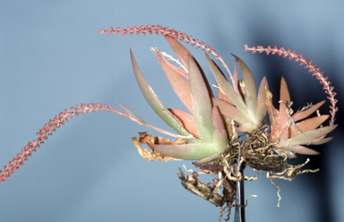 APII jpeg image of Oberonia palmicola  © contact APII