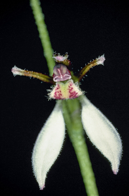 APII jpeg image of Eriochilus petrochila  © contact APII