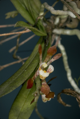 APII jpeg image of Sarcochilus dilatatus  © contact APII