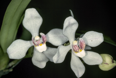 APII jpeg image of Sarcochilus falcatus  © contact APII