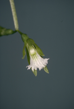 APII jpeg image of Nervilia peltata  © contact APII