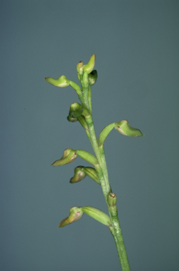 APII jpeg image of Corunastylis apostasioides  © contact APII