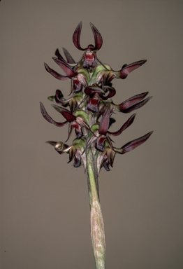 APII jpeg image of Corunastylis archeri  © contact APII