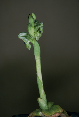 APII jpeg image of Hymenochilus pratensis  © contact APII