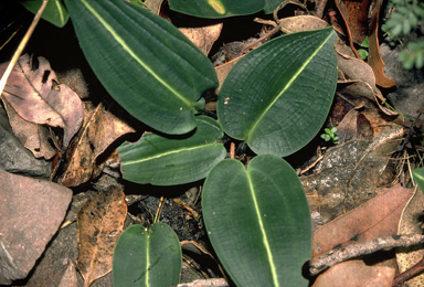 APII jpeg image of Cryptostylis ovata  © contact APII